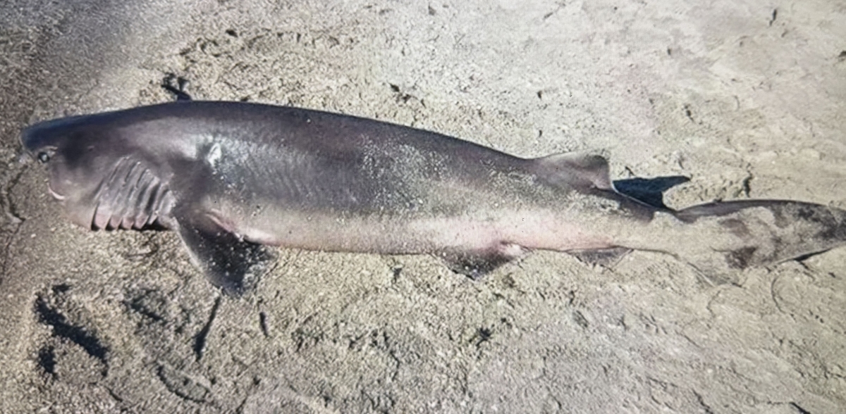 Tekirdağ'da sahilde ölü köpekbalığı bulundu 