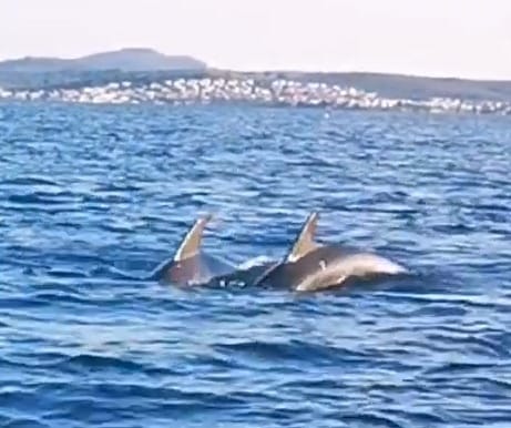 Son aylarda sıkça yunus balıklarının ziyaret ettiği Ayvalık Körfezi’nde denizlerin sevimli hayvanları objektiflere takılmaya devam ediyor.