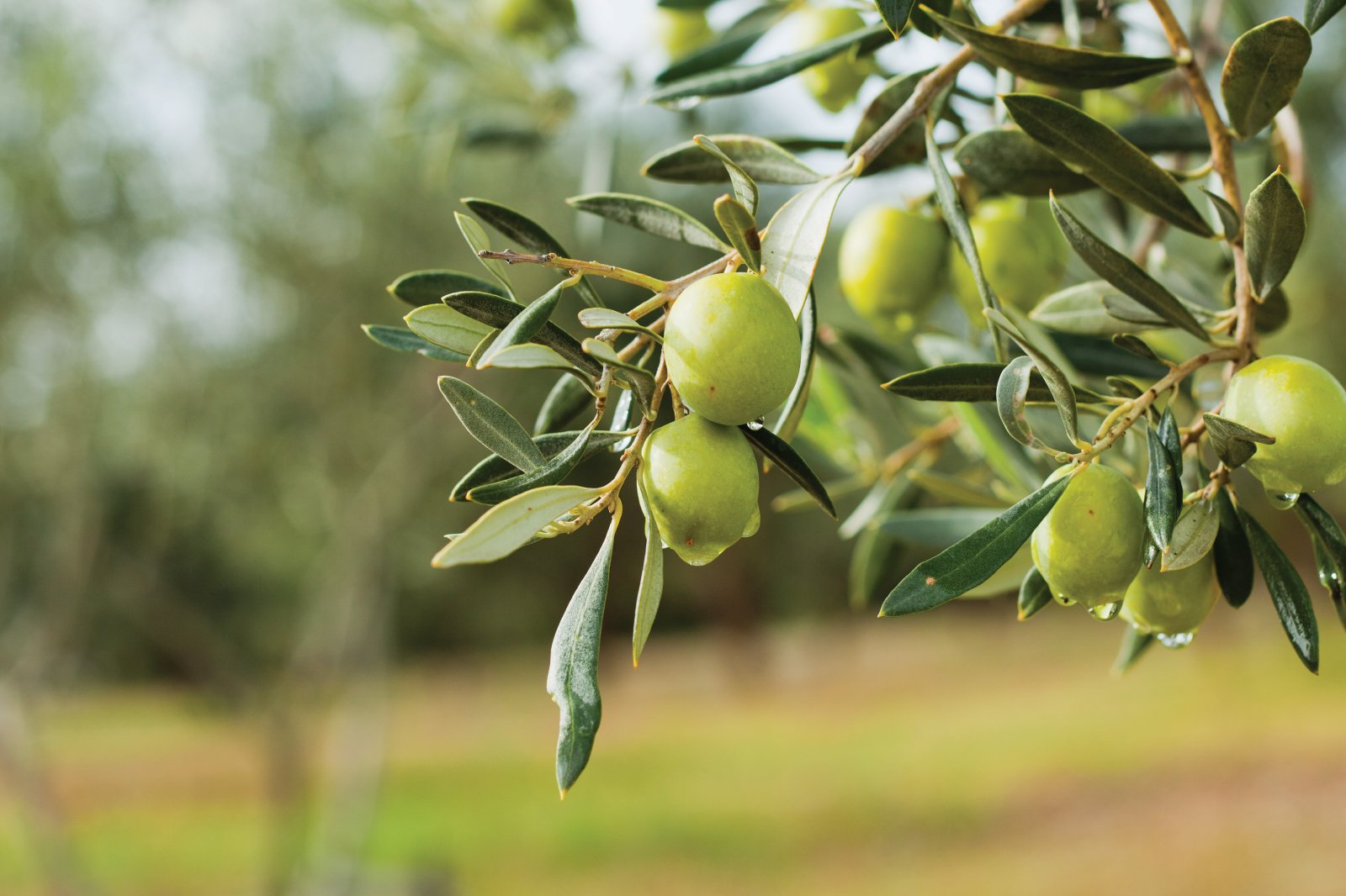 Marmarabirlik'ten zeytin üreticisine 860 milyon liralık kredi desteği