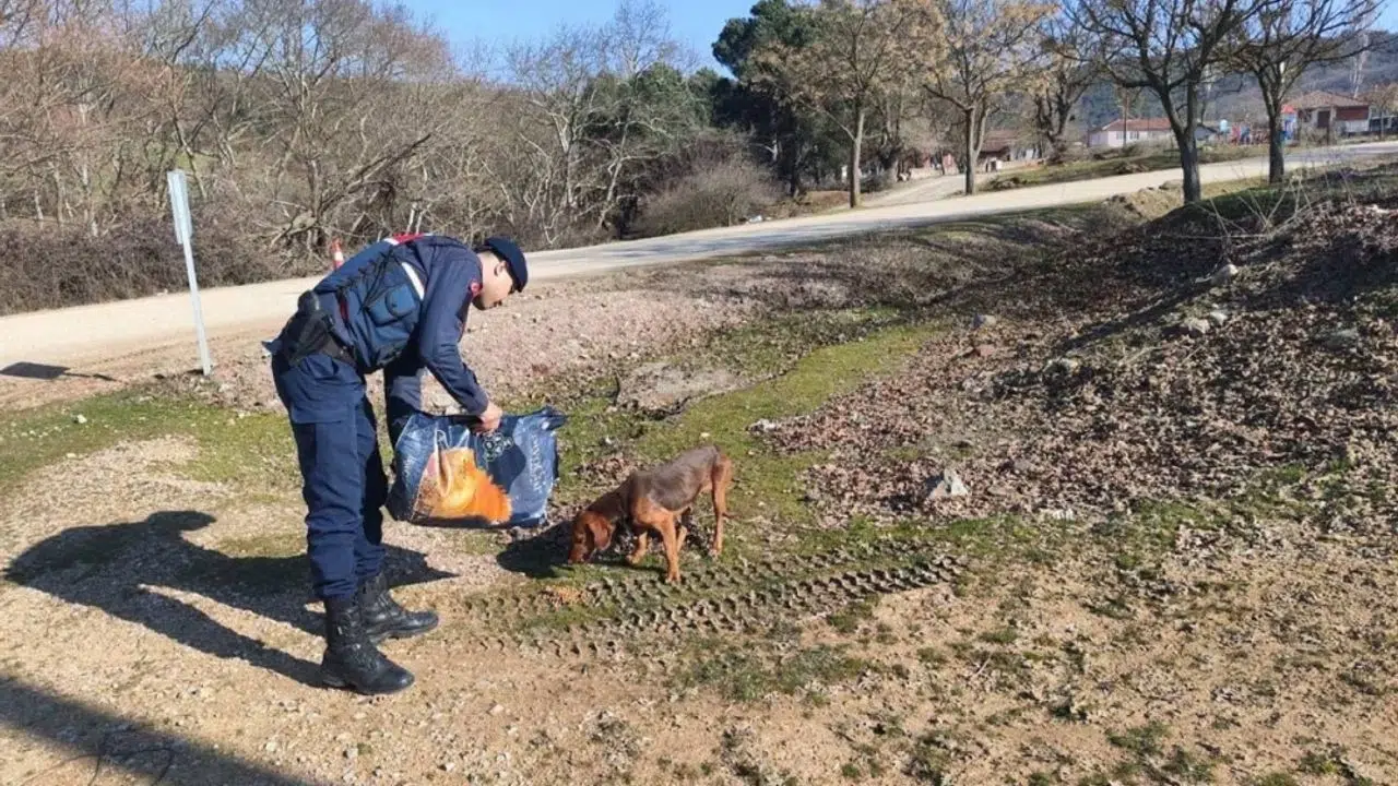 Balıkesir'de jandarma ekipleri sahipsiz hayvanları besledi