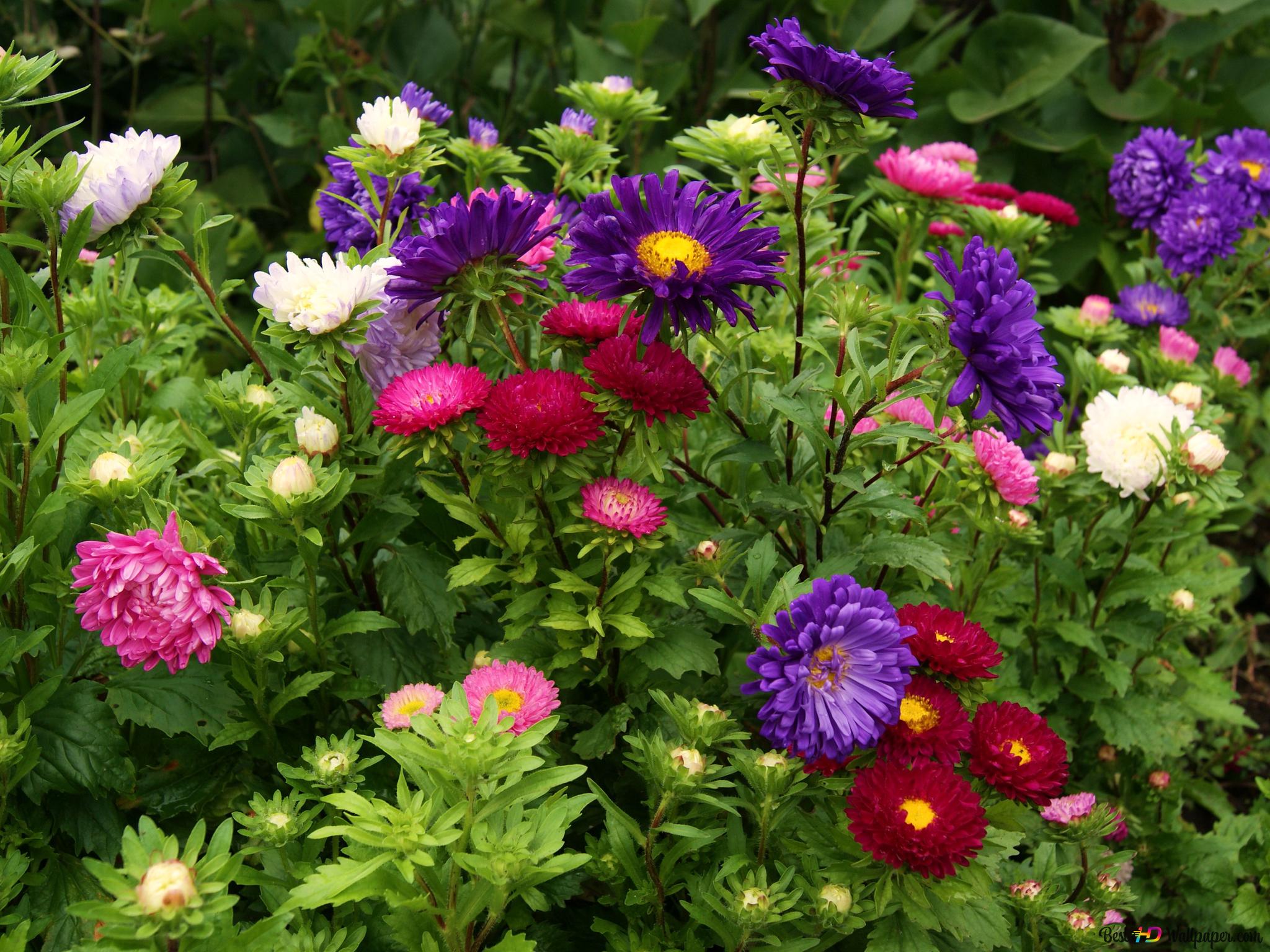 colorful-flowers-garden-wallpaper-2048x1536_26