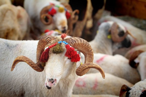 Kurban fiyatları belli oldu! Üretici bu bayram kar edebilecek mi?