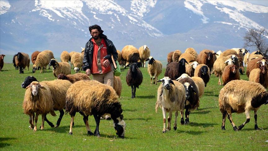 Türkiye'deki küçükbaş ve büyükbaş hayvan sayısı azaldı!