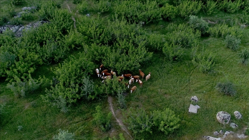 Merada kaybolan 38 büyükbaş hayvan dron yardımıyla bulundu