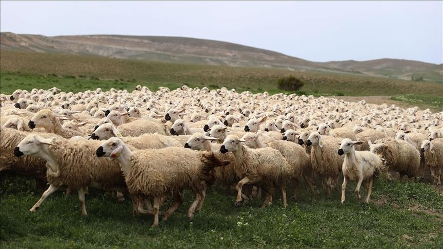 Kurbanlık hayvan seçerken nelere dikkat edilmeli?