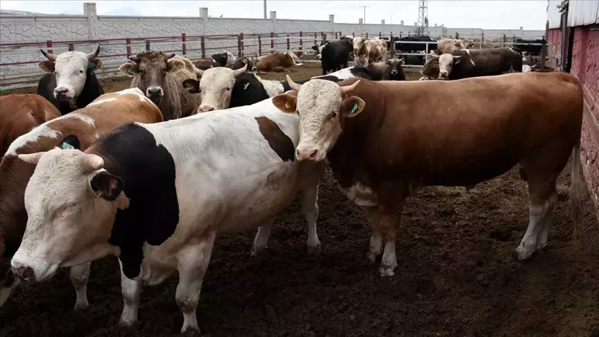 Kurban Bayramı'na sayılı gün kaldı: Büyükbaş ve küçükbaş fiyatları ne kadar olacak?