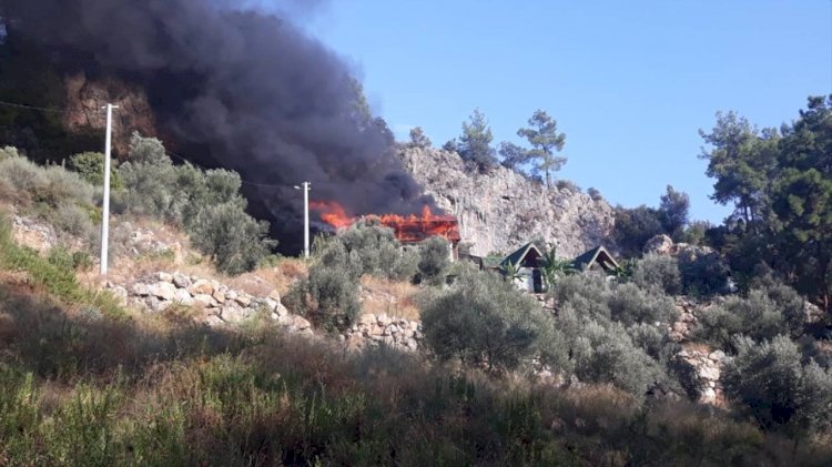 Bodrum'da zeytinlikte çıkan yangın ormanlık alana sıçramadan söndürüldü