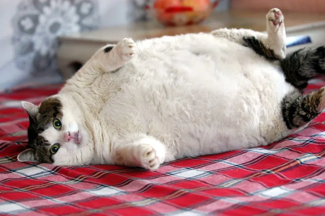 Evcil hayvanlarda ödül maması obeziteye neden olabilir!