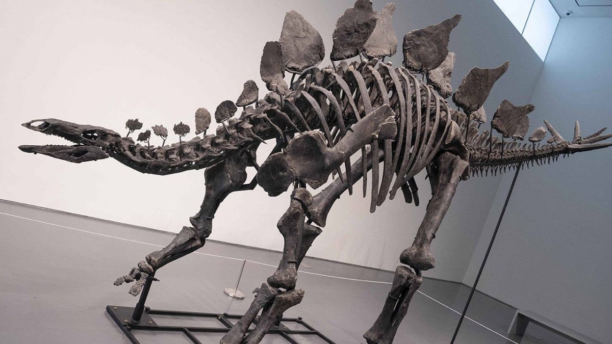 Dinozor fosili, 44,6 milyon dolara satıldı!