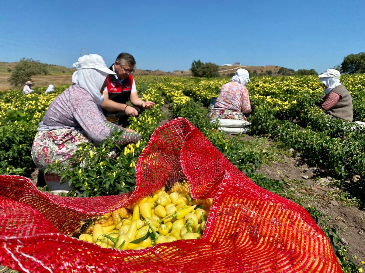 Ortaca'da turşuluk biber hasadı başladı!