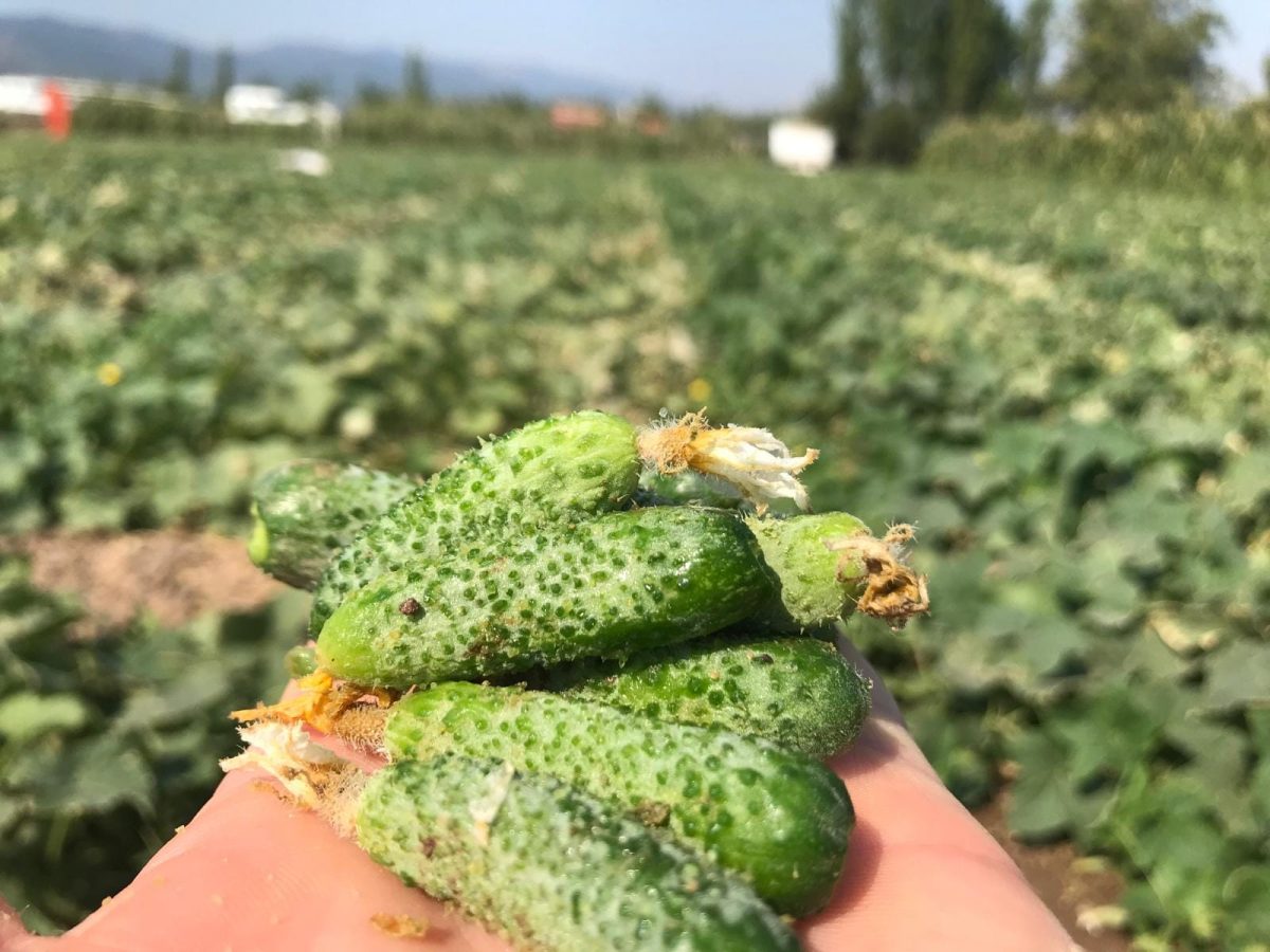 Sındırgı'dan Avrupa'ya kornişon ihracatı!