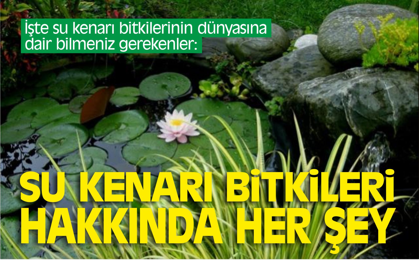 SU-KENARI-BİTKİLERİ