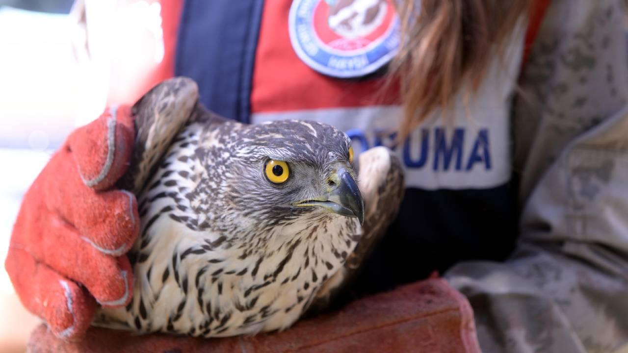 Edremit'te tedavileri tamamlanan çakır kuşları doğaya bırakıldı