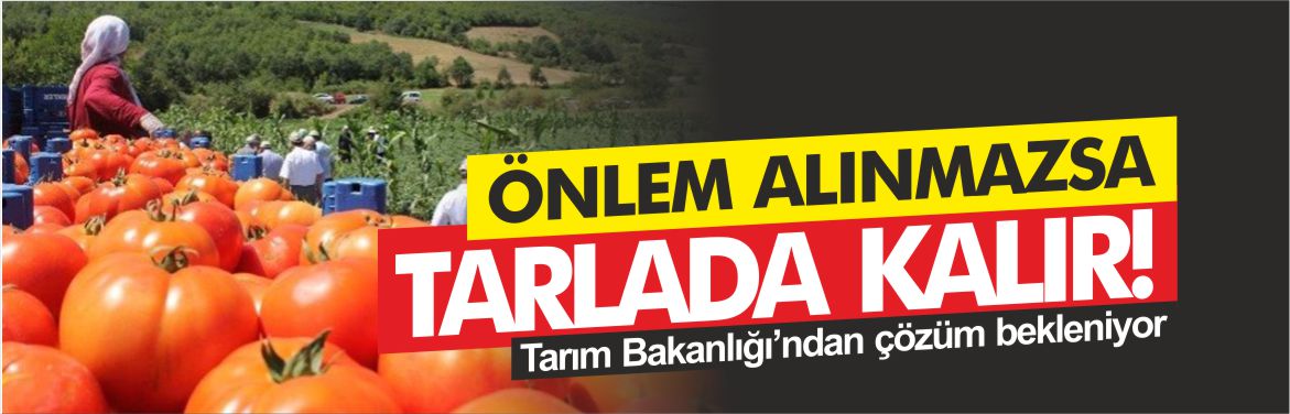 domates-için-önlem-alınmazsa-ürün-tarlada-kalır