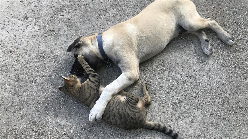 Susurluk Belediyesi'nden şüpheli kedi ve köpek ölümleri ile ilgili açıklama