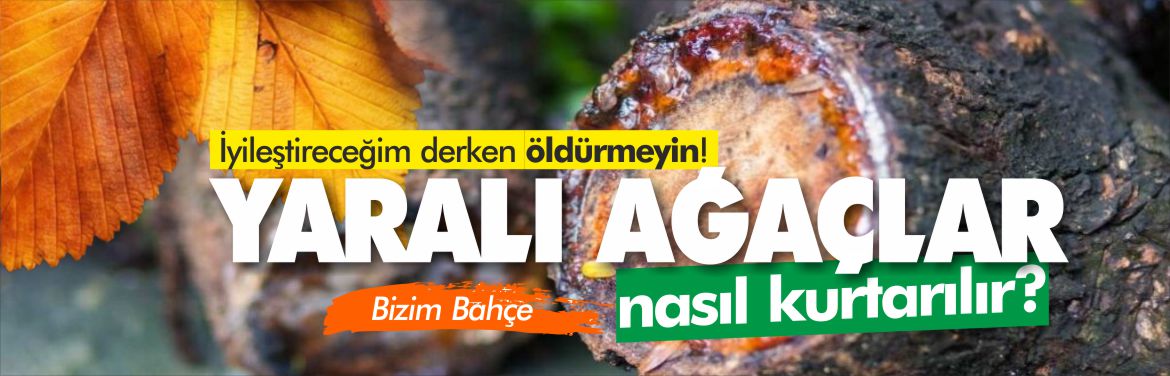 yaralı-ağaçlar-nasıl-kurtarılır