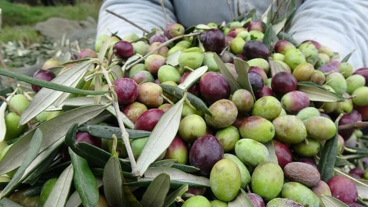 Zeytin ne zaman toplanır? Zeytin hasadı ne zaman, hangi ayda yapılır?