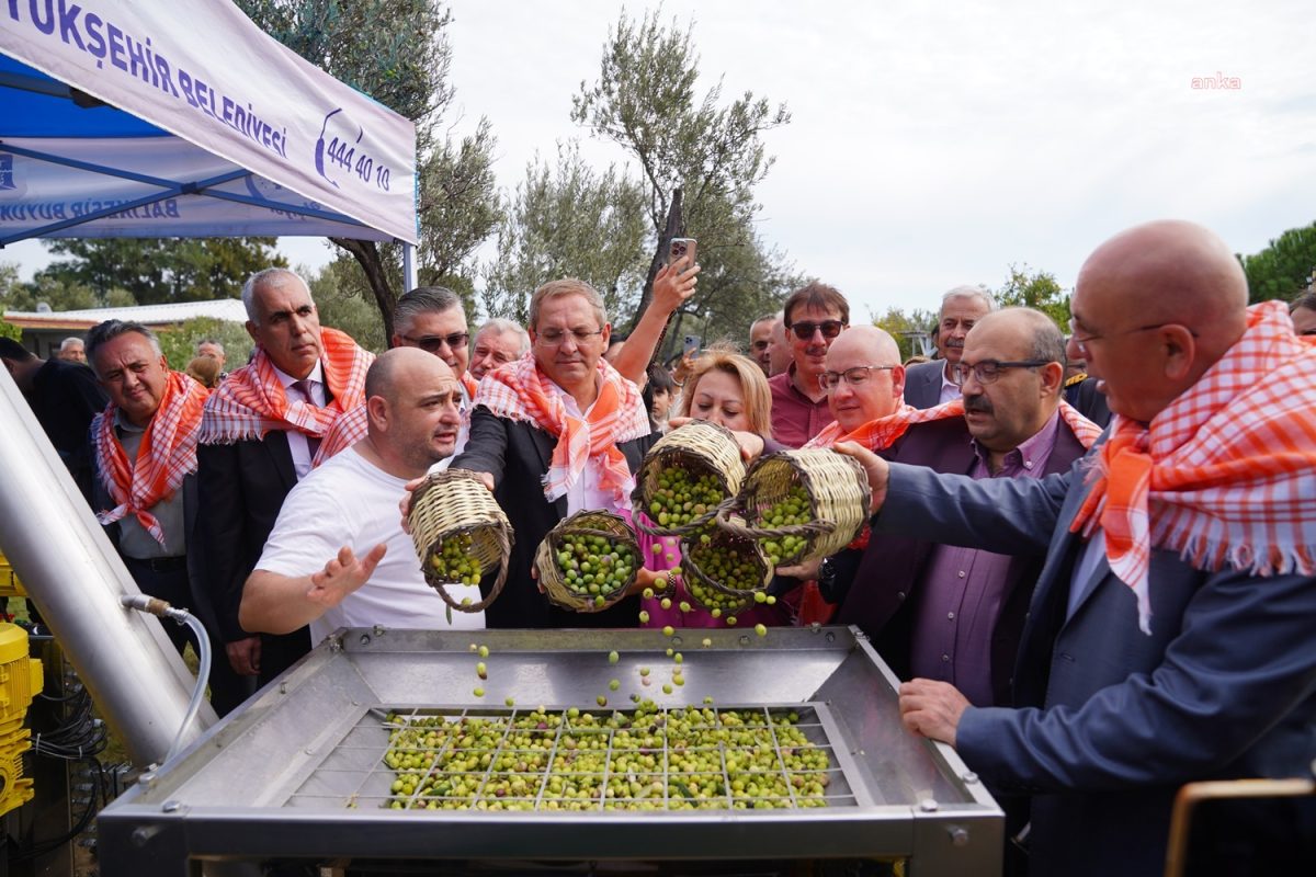 Ayvalık Zeytin Hasat Festivali