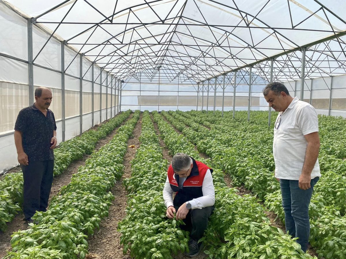 Balıkesir’de fesleğen hasadı başladı