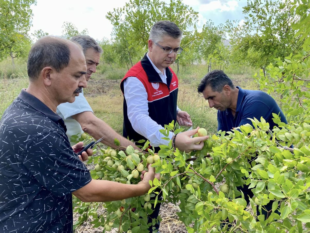 Balıkesir'de 'Hünnap' hasadı başladı