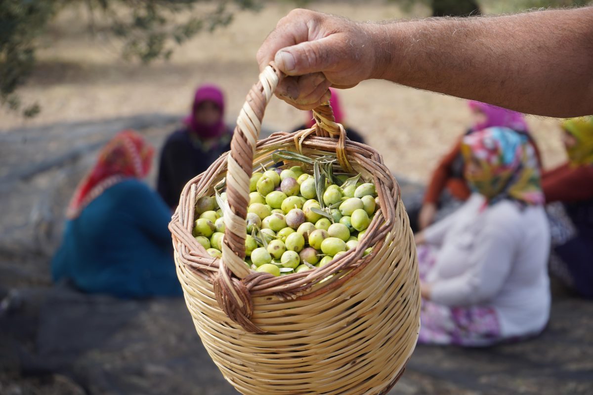 Ayvalık'ta Zeytin hasadı