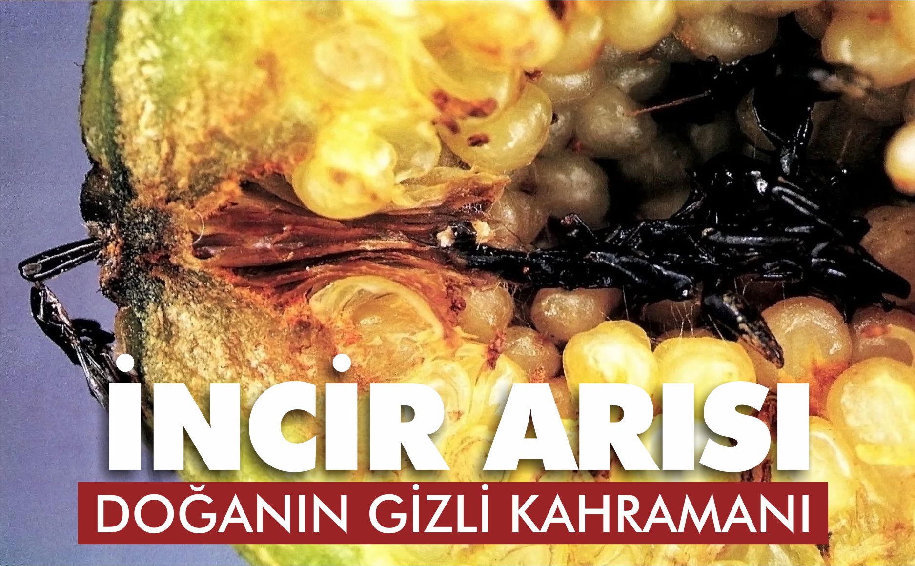 İNCİR ARISI