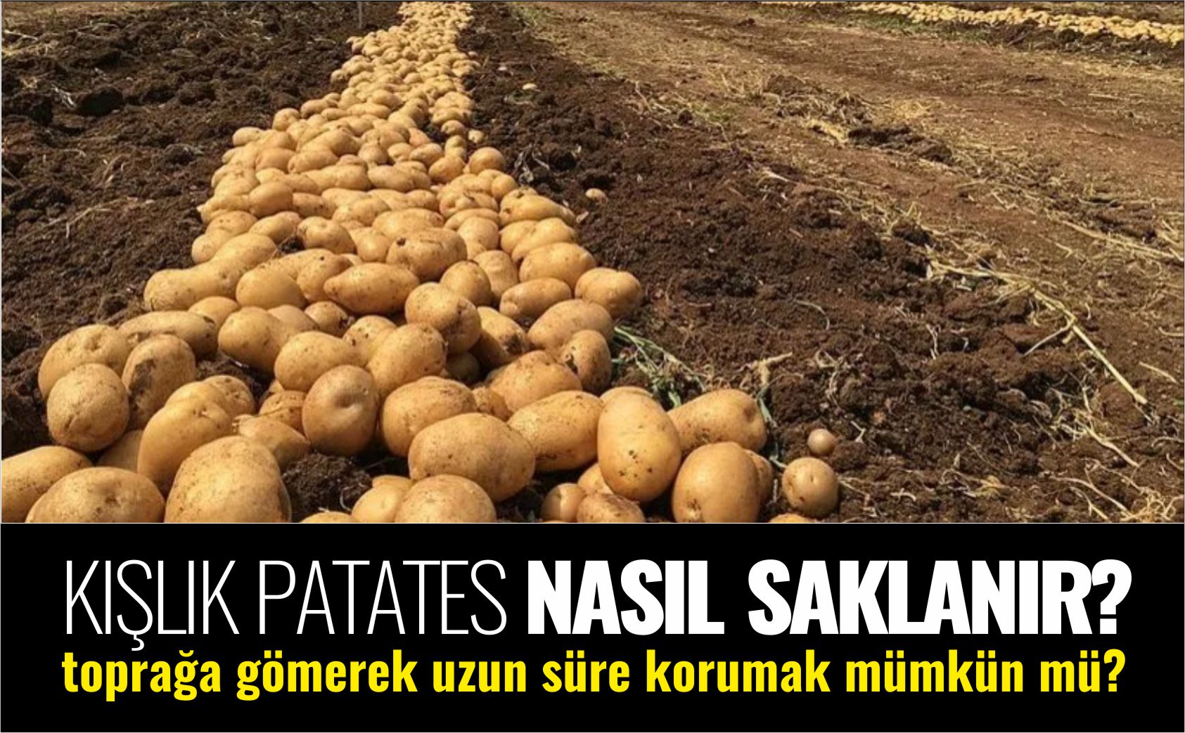 kışlık-patates-nasıl-saklanır