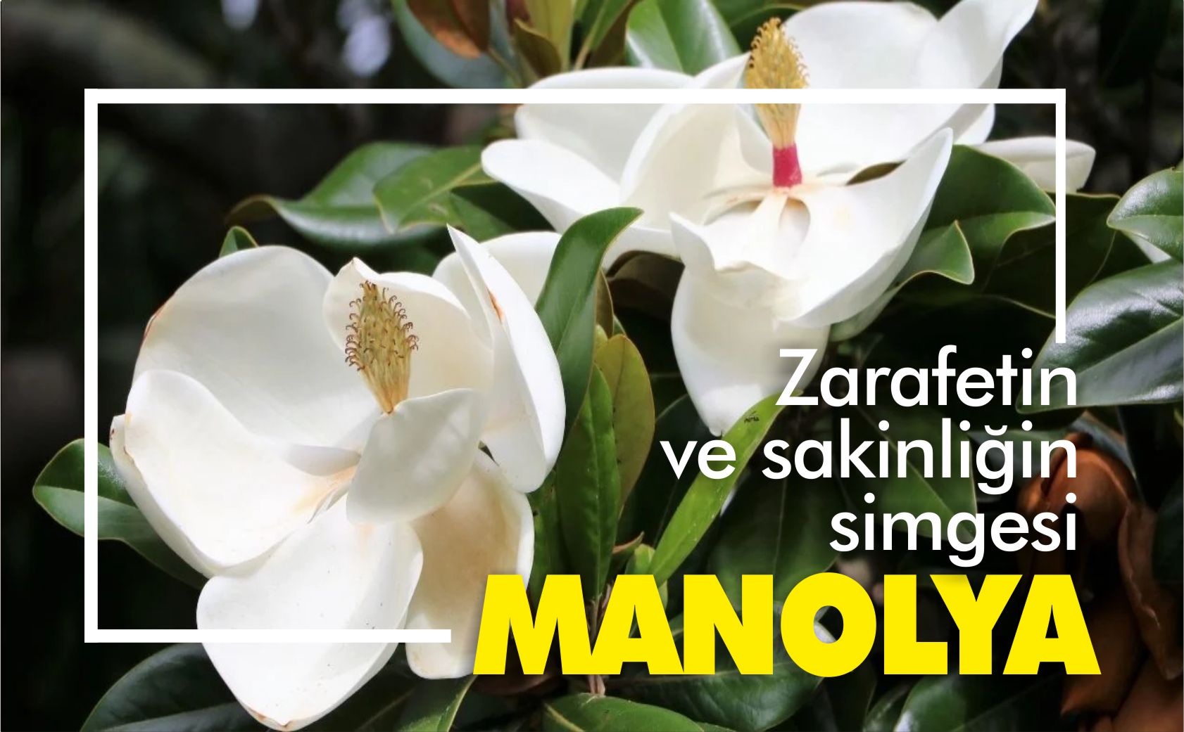 manolya-zarafetin-ve-sakinliğin-simgesi