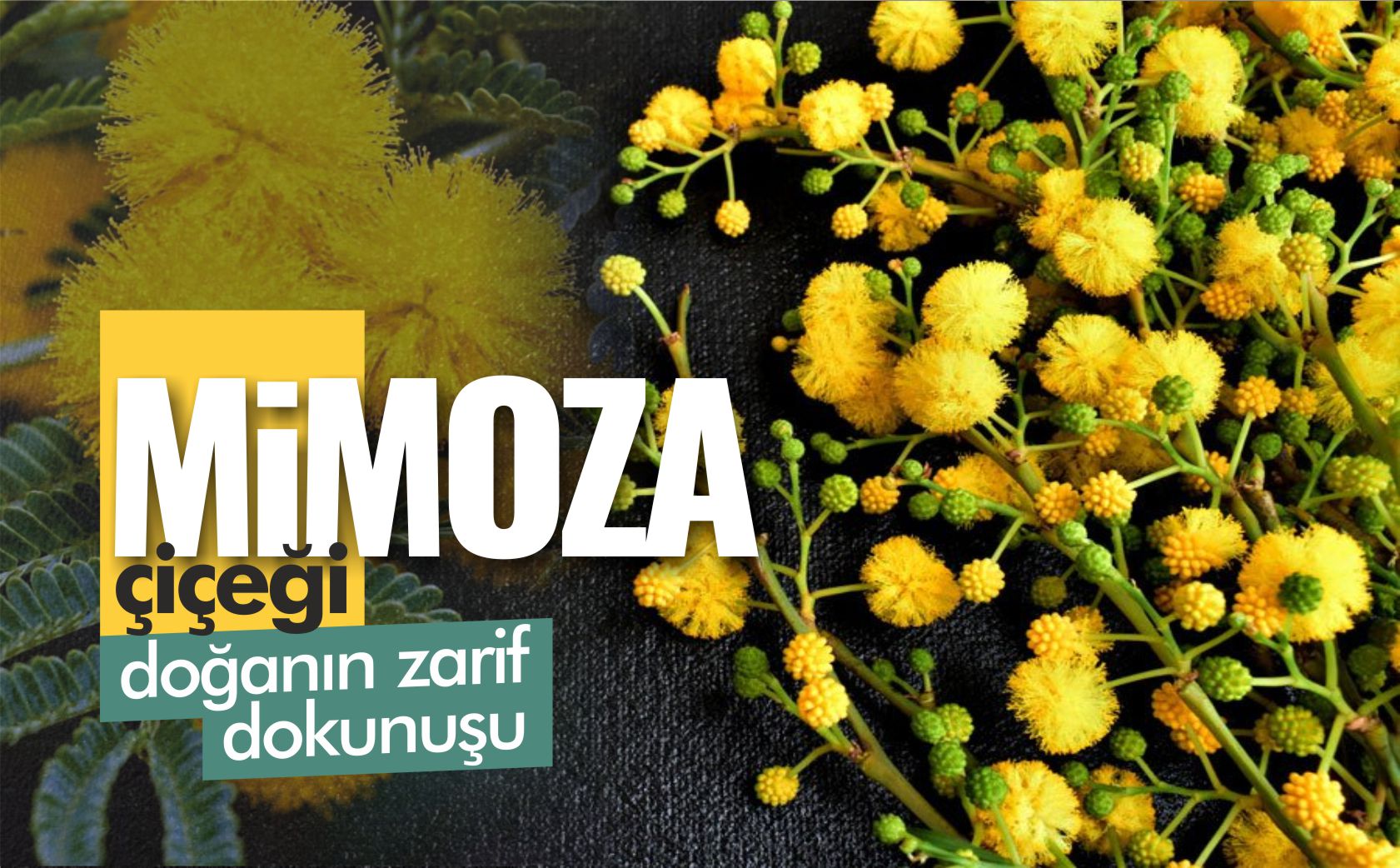 mimoza