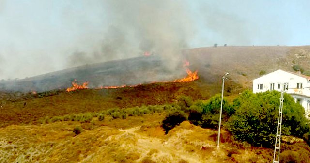 Erdek, Paşalimanı'nda çıkan yangın 400 dönümlük alana zarar verdi