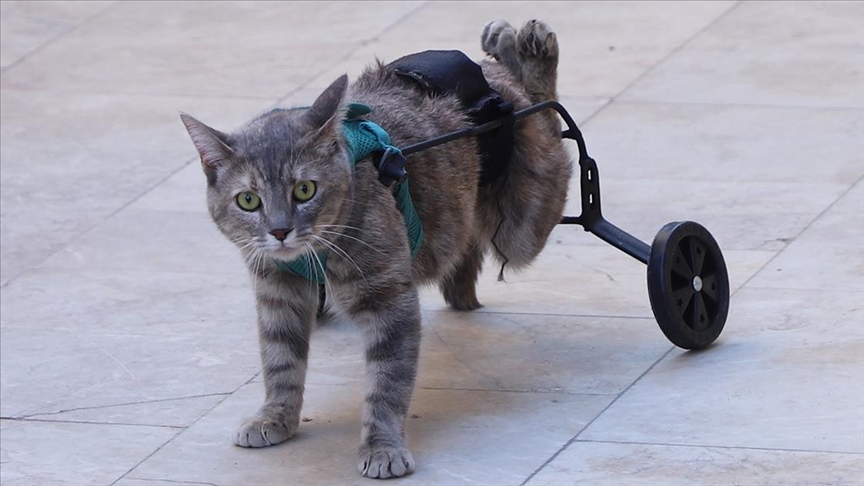 Bir hayvansever felçli kedi için yürüteç yaptı