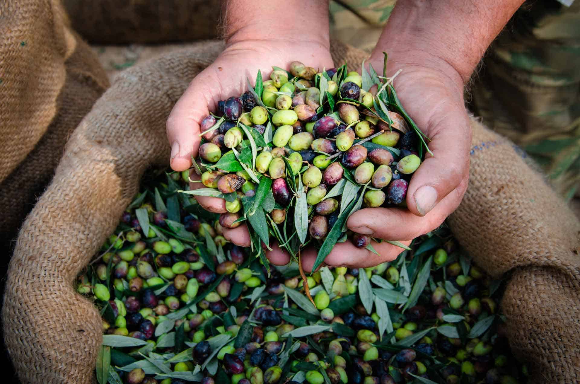 Zeytin hasadında geç kalınmaması uyarısı