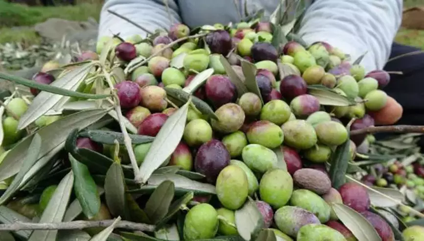 Edremit'teki zeytin üreticileri yağmur bekliyor!