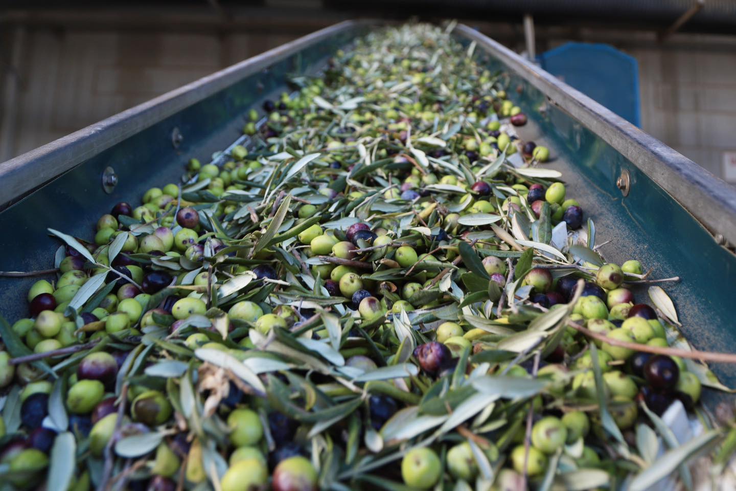 Burhaniye'de zeytin hasadı başladı!