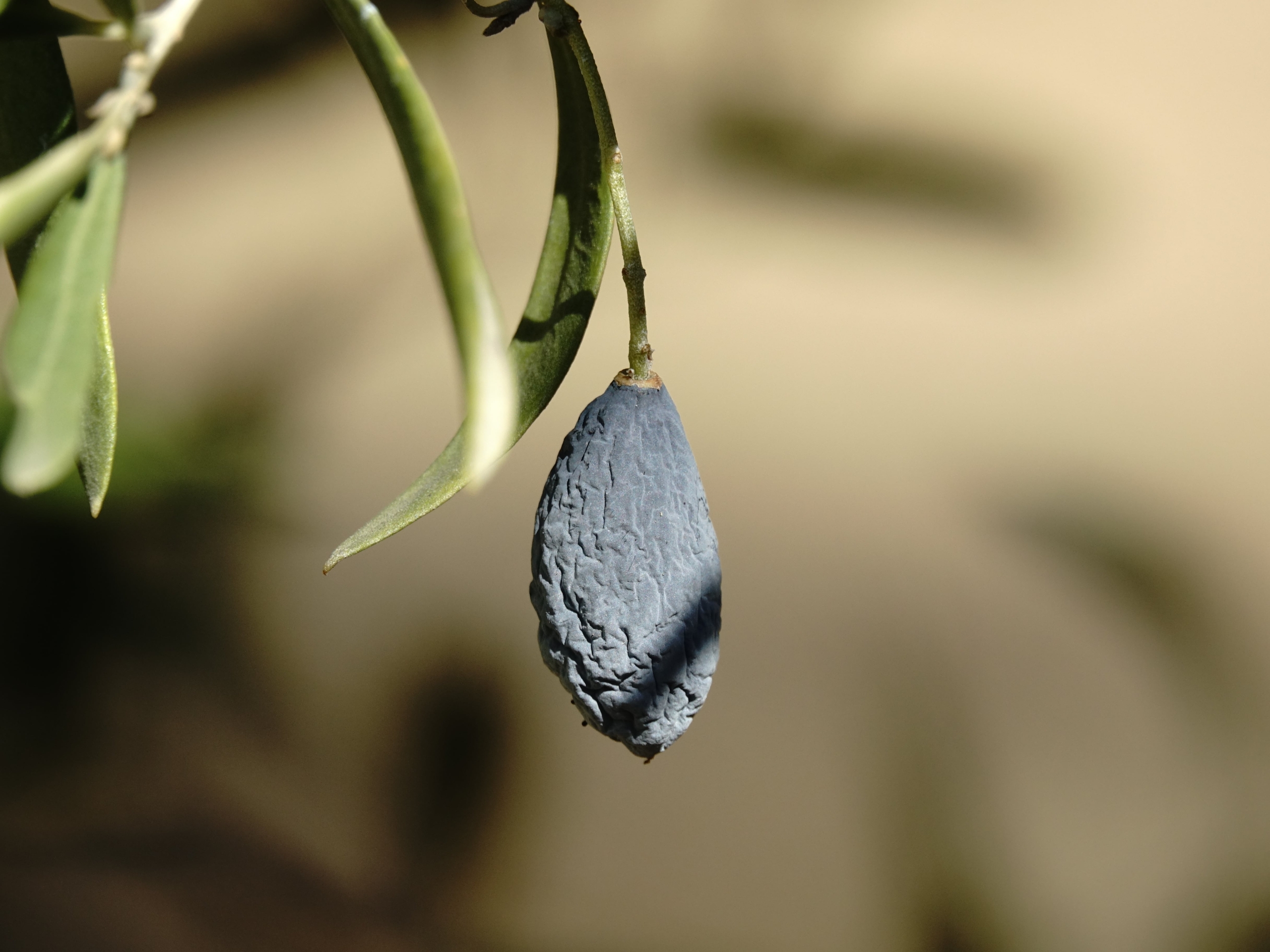 Edremit'te zeytin hasadı buruk başladı!