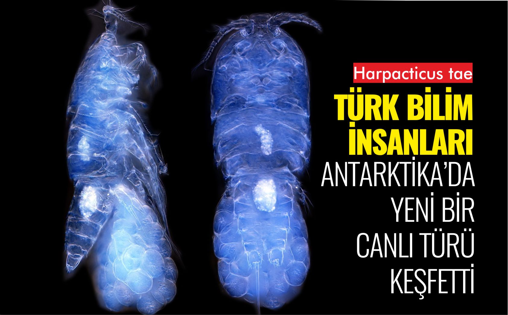 ANTARKTİKA-YENİ-CANLI-TÜRÜ-KEŞFEDİLDİ