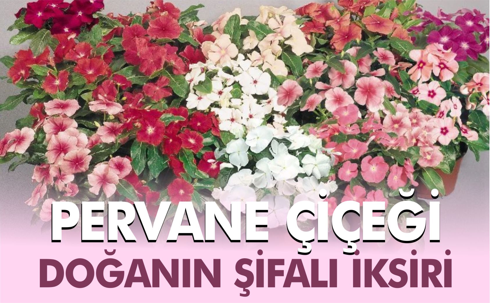 PERVANE-ÇİÇEĞİ