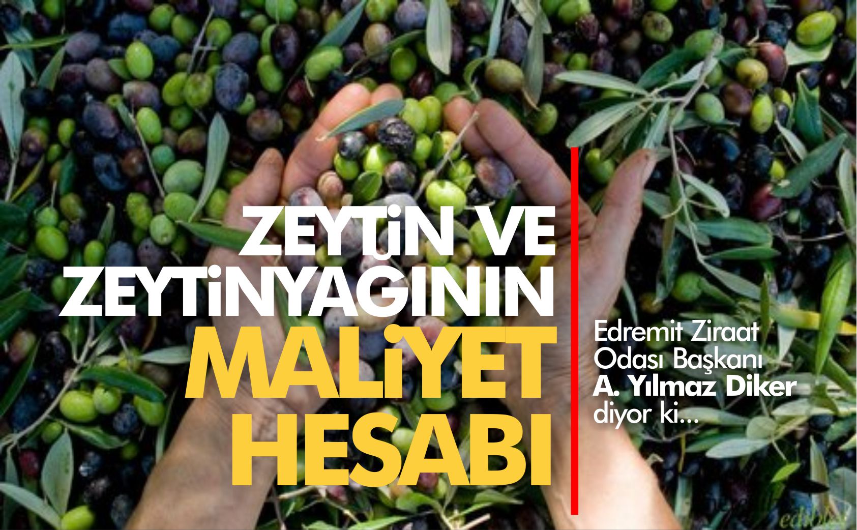 ali-yılmaz-diker-zeytin-ve-zeytinyağı-maliyet-hesabı