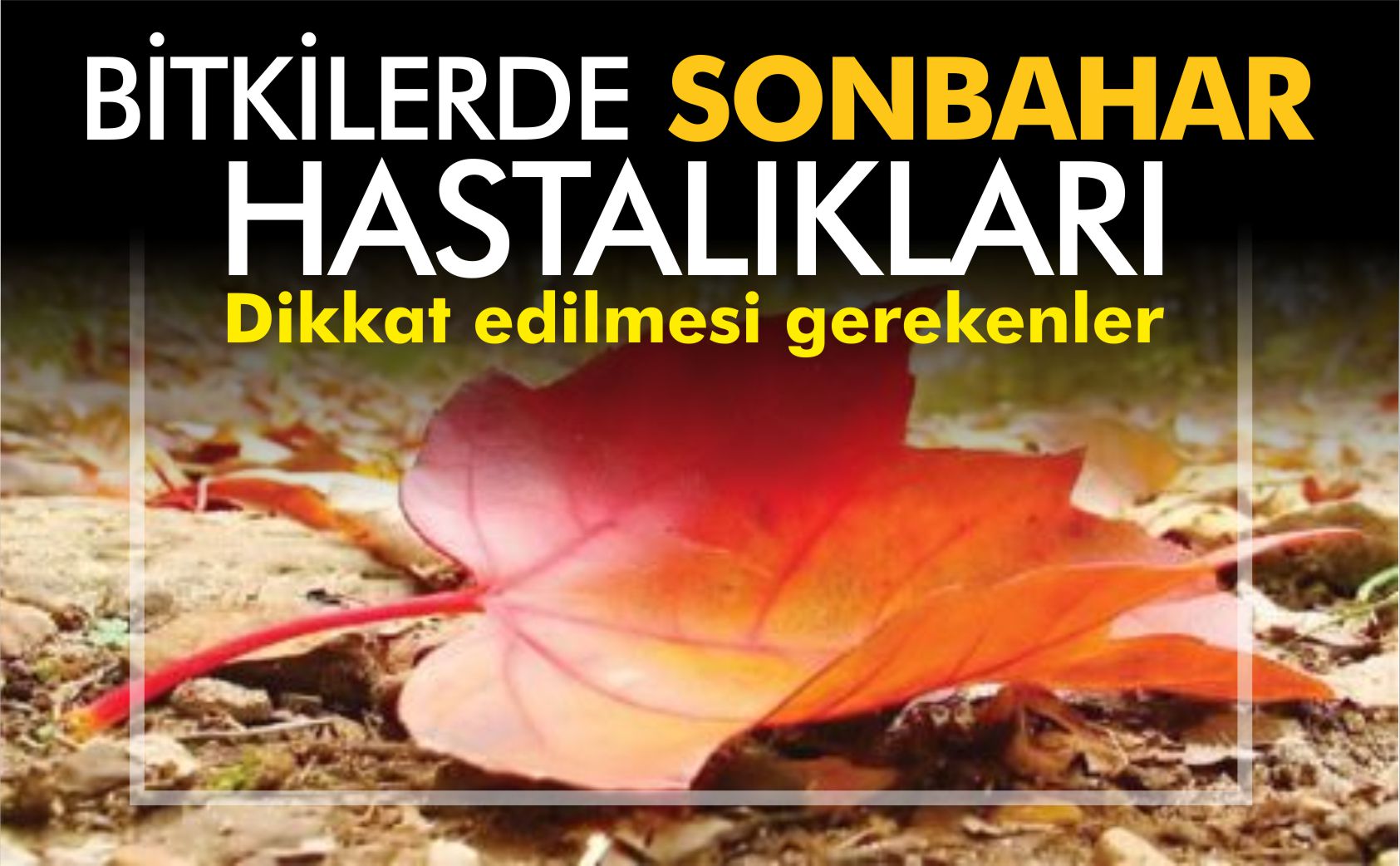 bitkilerde-sonbahar-hastalıkları