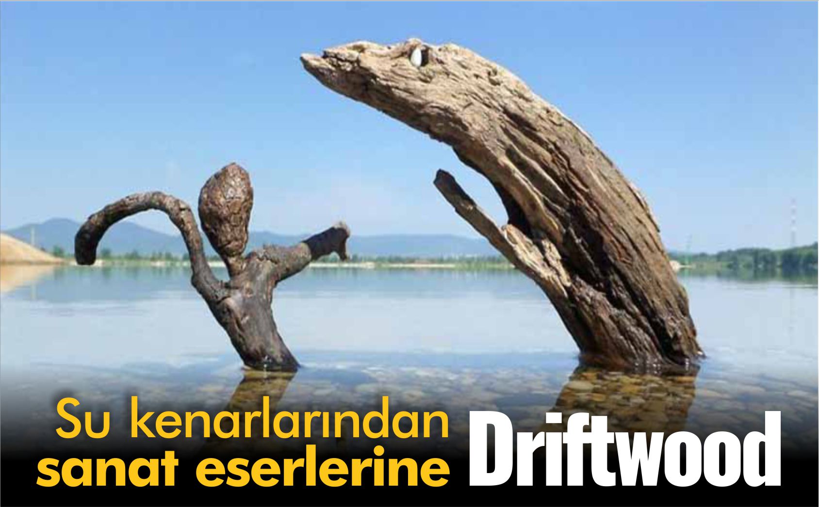 driftwood