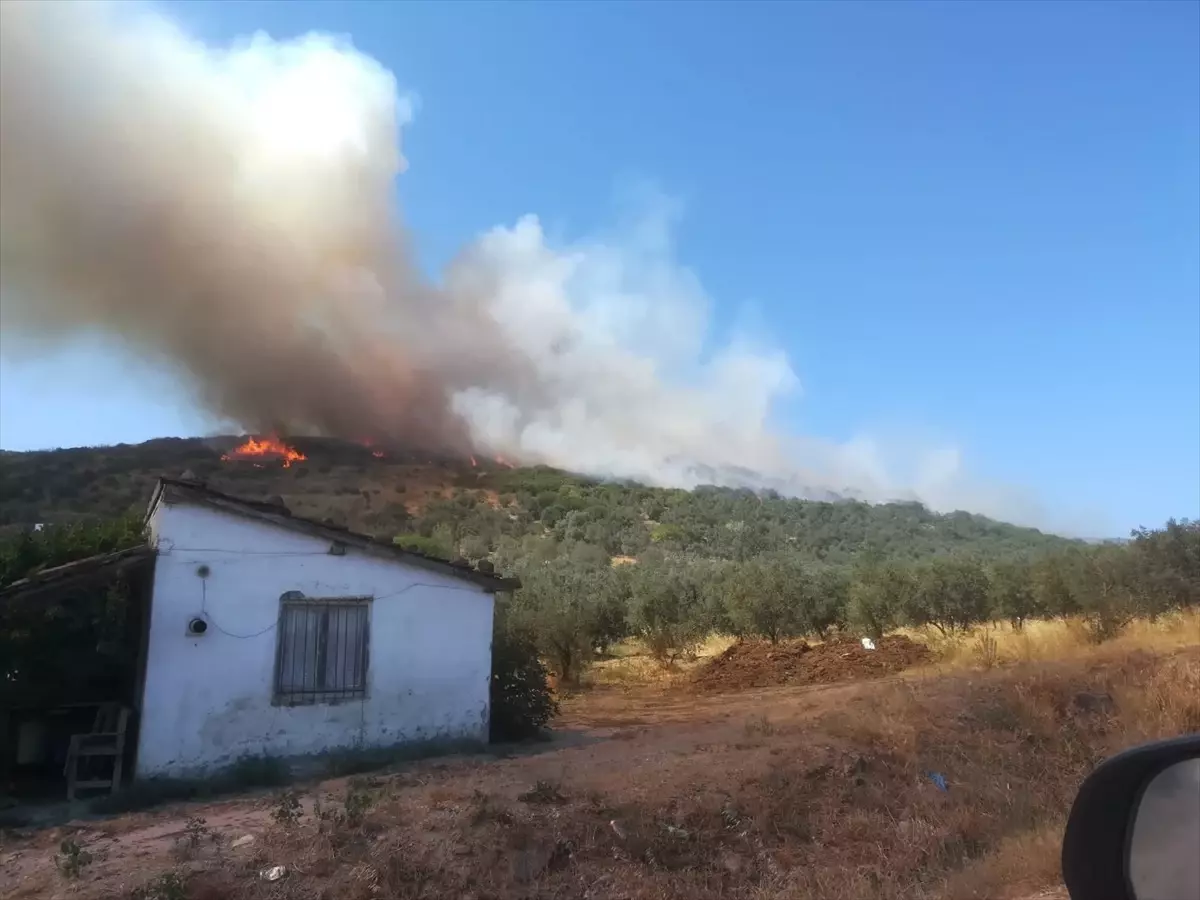 Erdek'te makilik alandaki yangın zeytinliğe sıçradı!