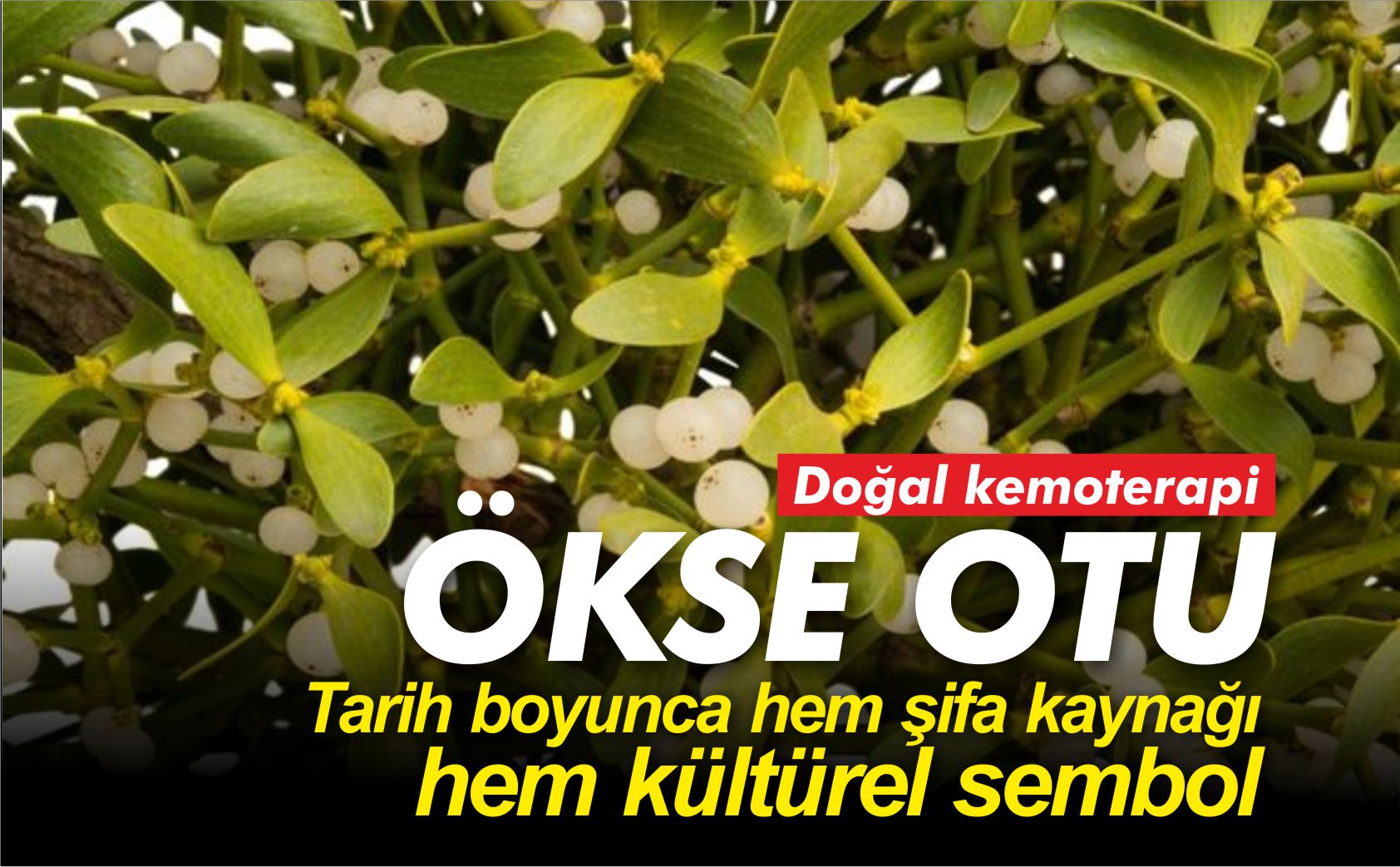 ökse-otu