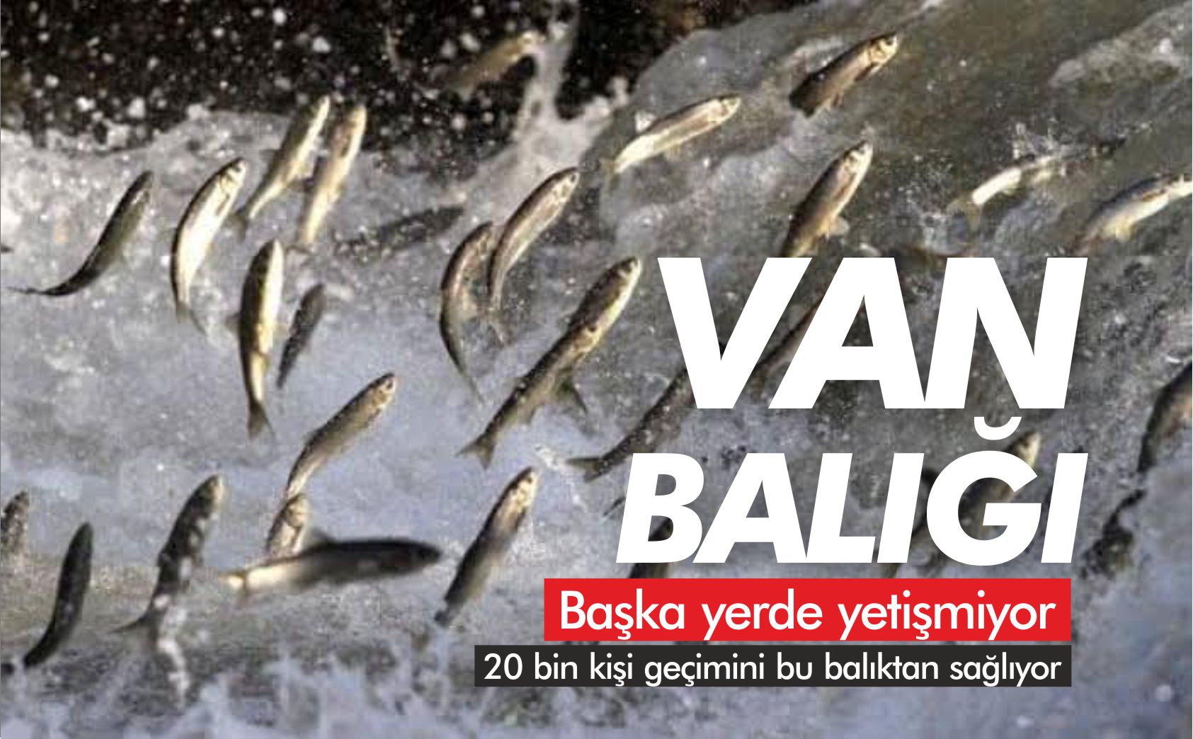 van-balığı