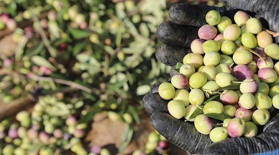 Türkiye'de bu yıl zeytin ve zeytinyağı üretiminde rekor bekleniyor