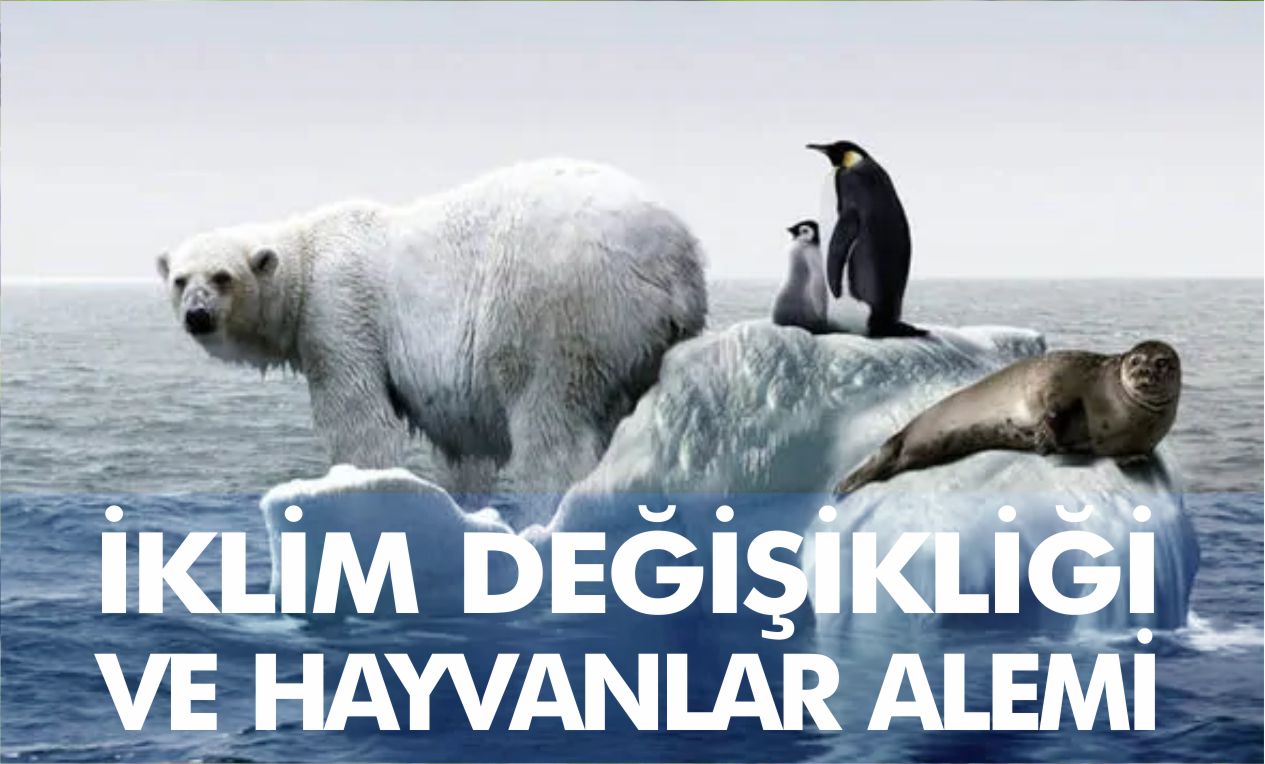 İKLİM DEĞİŞİKLİĞİ VE HAYVANLAR ALEMİ