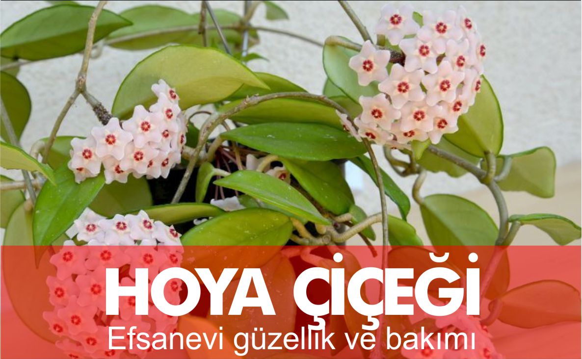 hoya-çiçeği-nazif-ilboz