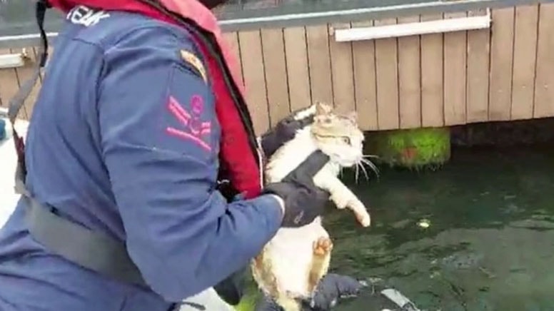 Cunda Adası'nda iskelede mahsur kalan kedi kurtarıldı!