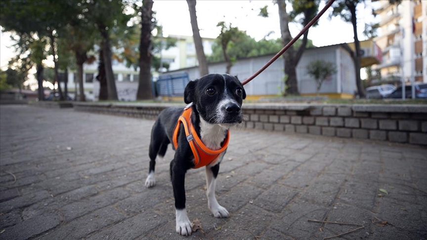 Felçli köpek Dobby, kök hücre nakliyle yürümeye başladı