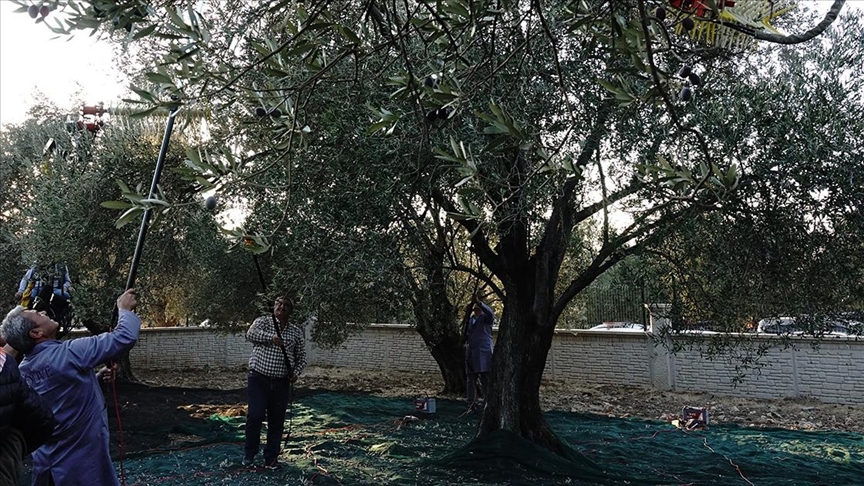 Ayvalık'ta yaklaşık 11 asırlık ağaçtan zeytin hasadı