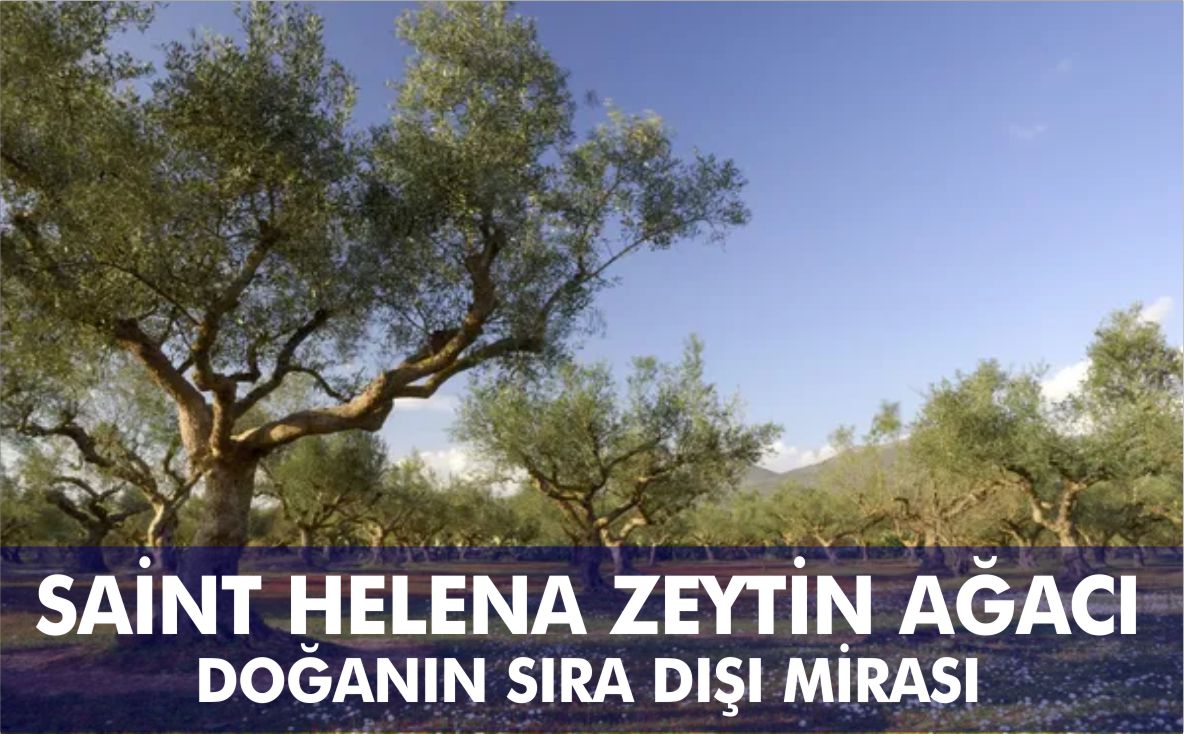 SAİNT-HELENA-ZEYTİN-AĞACI